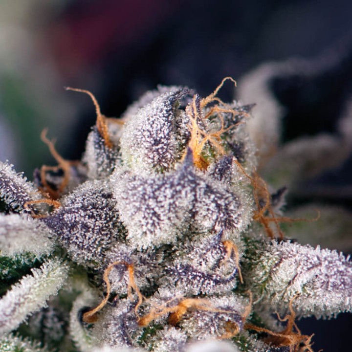 Cookies USA - Variedade lendária, sementes feminizadas | Pyramid Seeds
