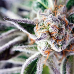 Do-Si-Dos Strain – Keimgarantie | Face Off OG × GSC | Pyramid Seeds