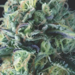 Auto Cookies USA – Keimgarantie | Cookies Autoflower | Pyramid Seeds
