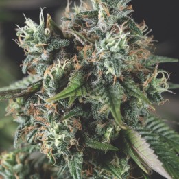 Auto Do-Si-Dos kaufen – 23% THC, Cookies-Profil | Pyramid Seeds