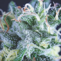 Auto Gelato – Keimgarantie | Sunset Sherbet × GSC Autoflowering | Pyramid Seeds
