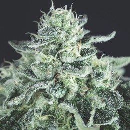 Gelato – variedad feminizada para pasión orgásmica | Pyramid Seeds