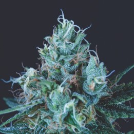 Ice Cream – genética americana con alto THC | Pyramid Seeds