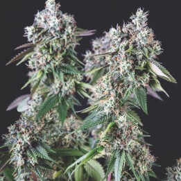 Mendocino Purple Kush – Keimgarantie | Mendocino × Purple Kush | Pyramid Seeds