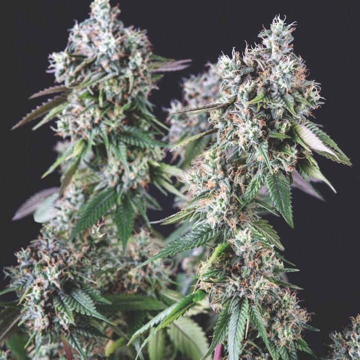 Mendocino Purple Kush – índica roxa com THC 23% | Pyramid Seeds