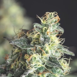 Lemon Larry OG – variedad americana con genética Kush | Pyramid Seeds