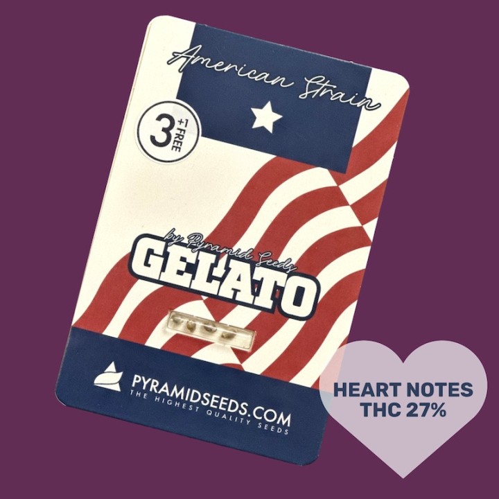 Gelato – variedad feminizada para pasión orgásmica | Pyramid Seeds
