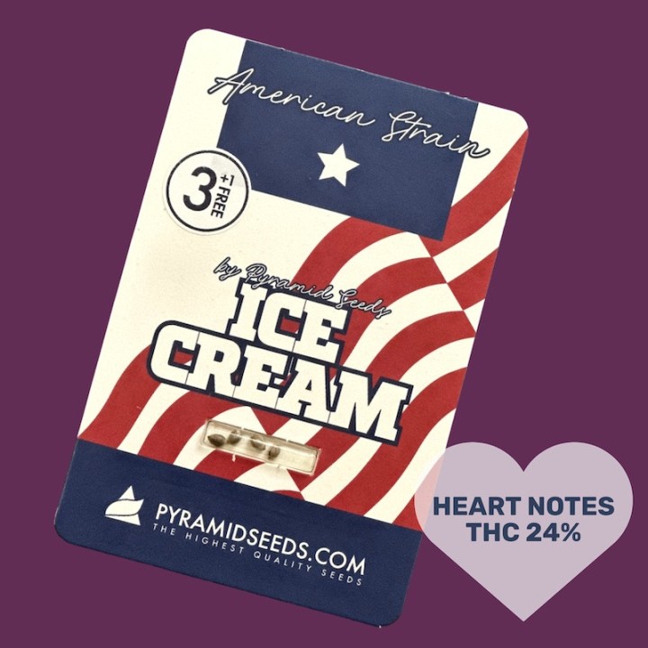 Ice Cream – genética americana con alto THC | Pyramid Seeds