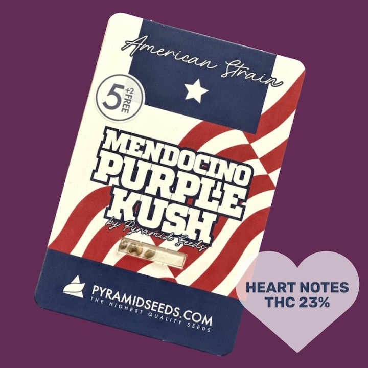 Mendocino Purple Kush – índica roxa com THC 23% | Pyramid Seeds