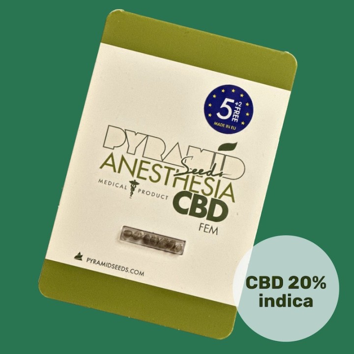 Anesthesia CBD – variedade calmante com CBD até 20% | Pyramid Seeds