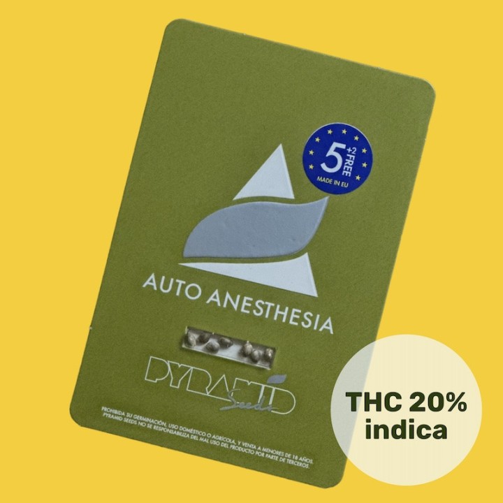 Auto Anesthesia – potente índica com alto rendimento | Pyramid Seeds