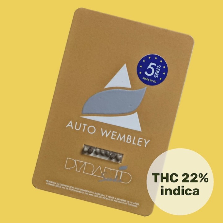Auto Wembley - Autoflorescente com aroma de chiclete | Pyramid Seeds