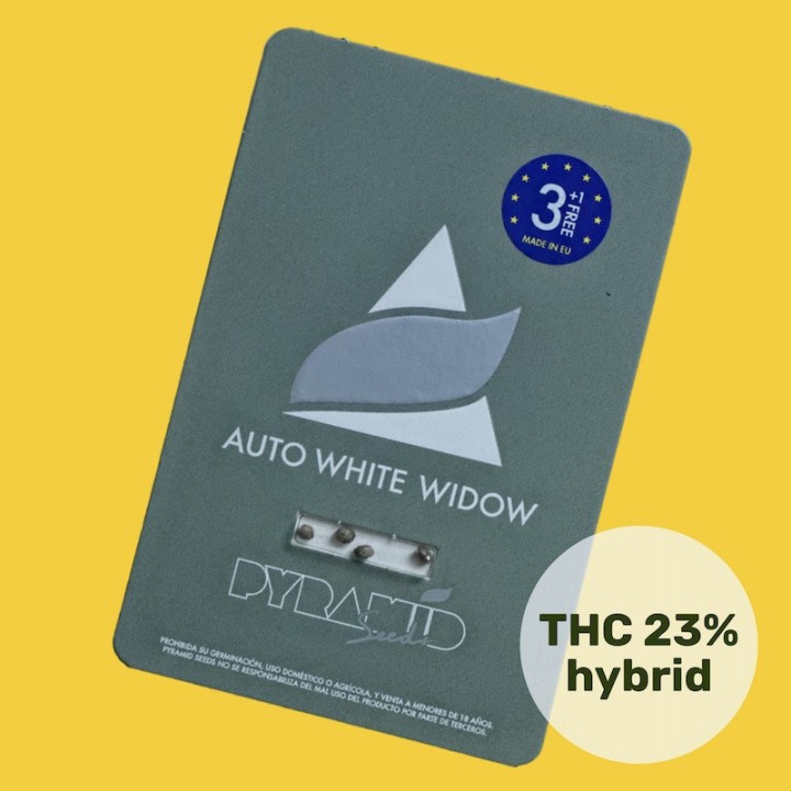 Auto White Widow - Un clasic în format autoflorant | Pyramid Seeds