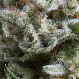 Auto Anesthesia – Keimgarantie | Indica Autoflower | Pyramid Seeds