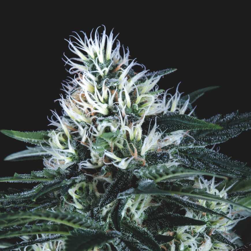 Wembley Fast fast flowering feminized cannabis seeds Pyramid Seeds