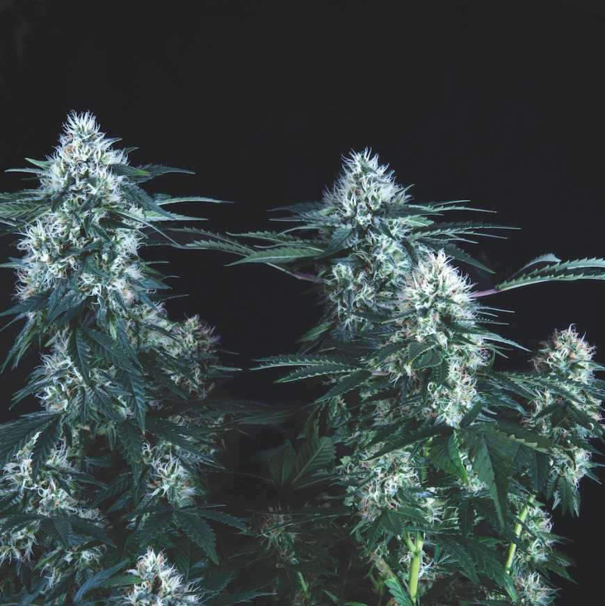 Tutankhamon Fast fast flowering feminized cannabis seeds Pyramid Seeds