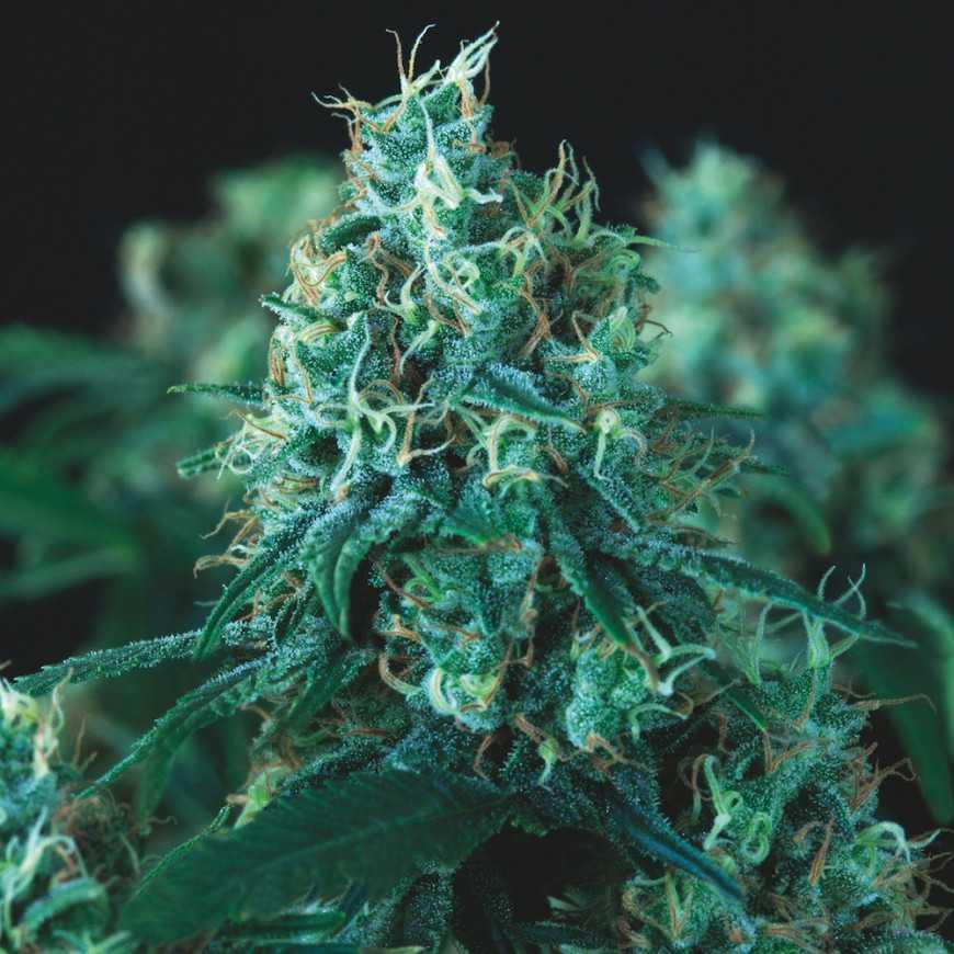 Kryptonite Fast fast flowering feminized cannabis seeds Pyramid Seeds