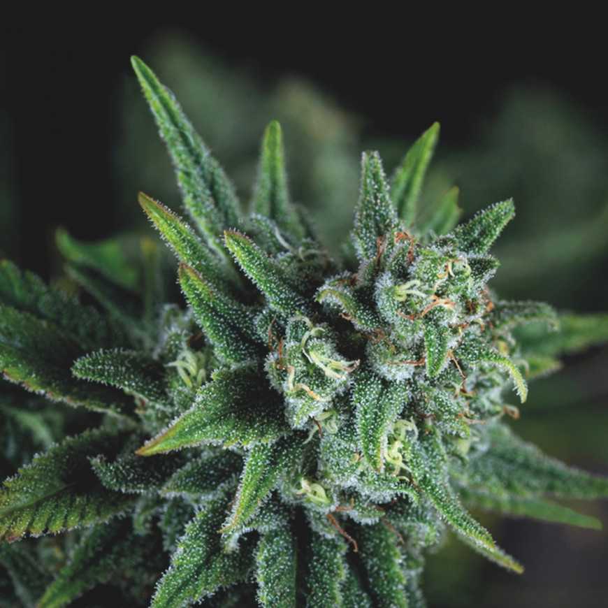 Galaxy Fast fast flowering feminized cannabis seeds Pyramid Seeds