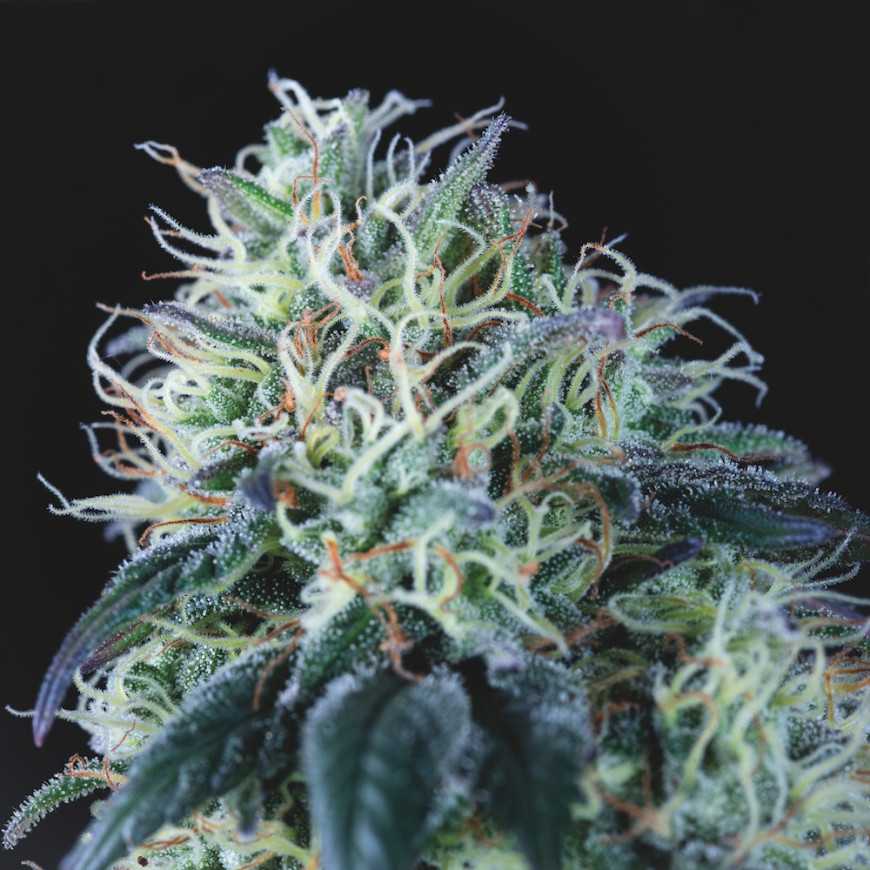 Wembley Regular AK-47 Bubble Gum Cannabis Samen Pyramid Seeds