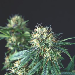 Tutankhamon Regular Pyramid Seeds