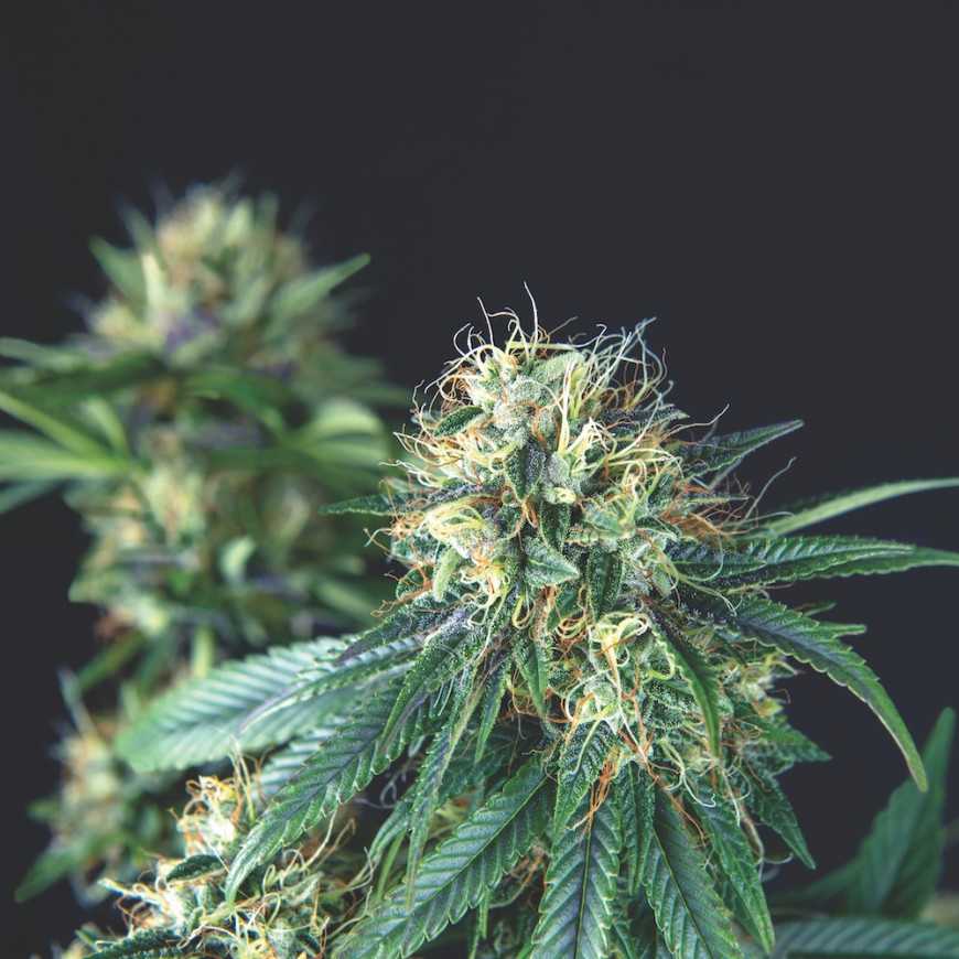 Tutankhamon Regular Cannabis Samen Pyramid Seeds