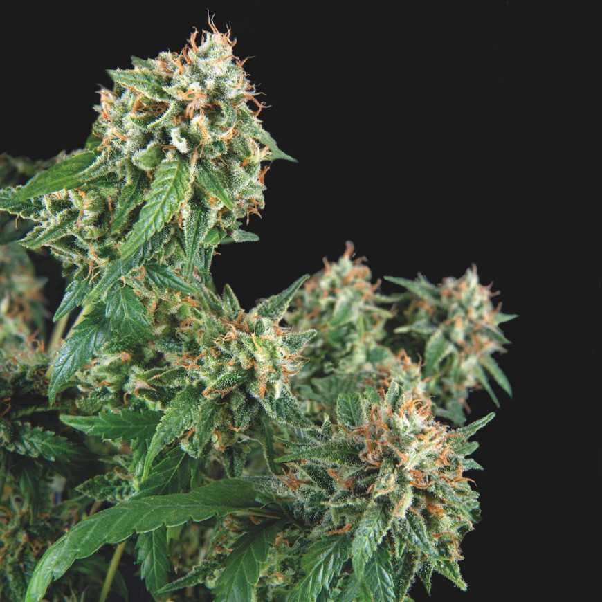 Galaxy Regular Cannabis Samen Pyramid Seeds