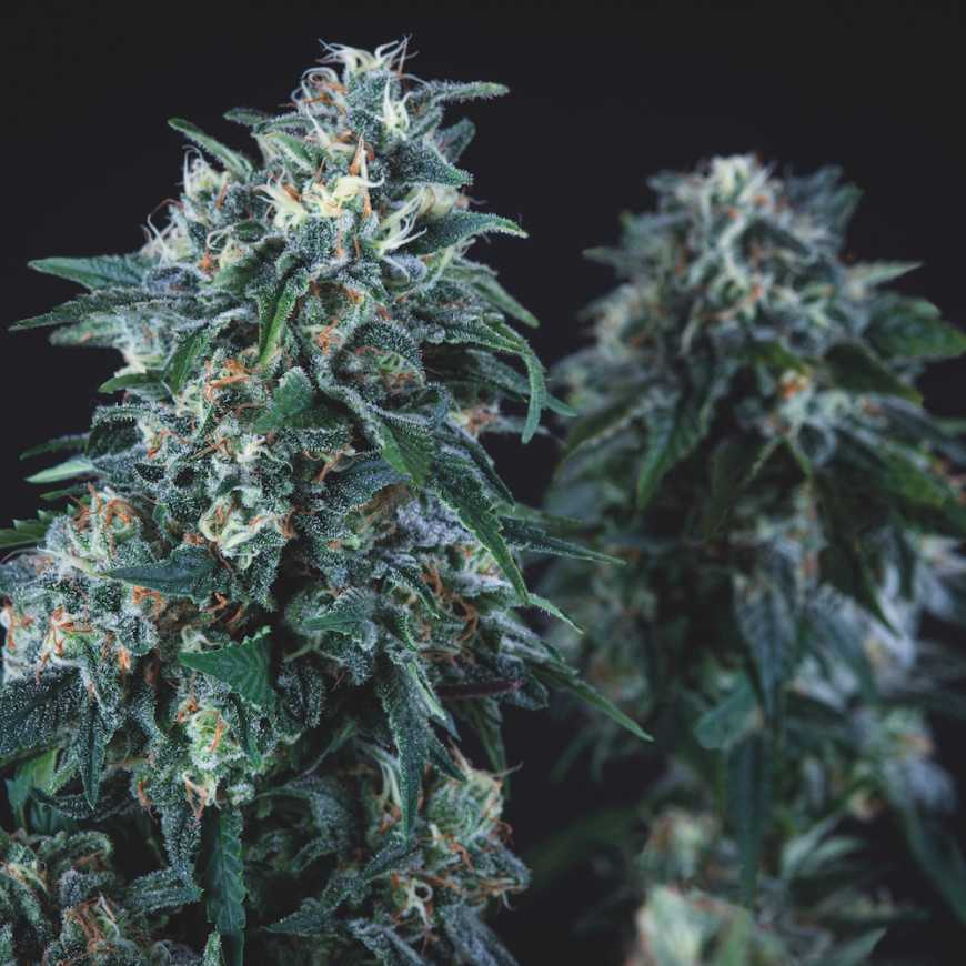 Anubis Regular Somango Wembley Cannabis Samen Pyramid Seeds