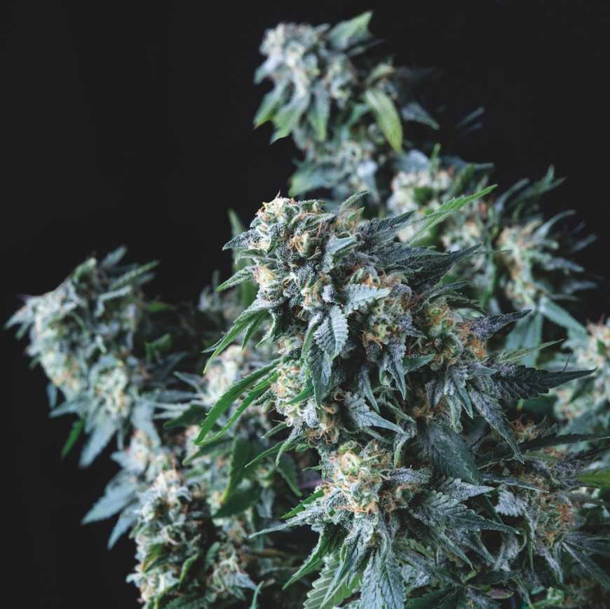 Amnesia Gold Regular Cannabis Samen Pyramid Seeds
