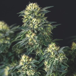 Anesthesia x Runtz Pyramid Seeds