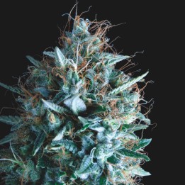 Tutankhamon x Runtz Pyramid seeds