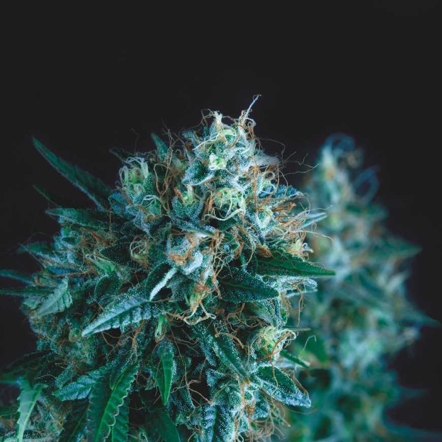 Gorila Fast fast flowering feminized cannabis seeds Pyramid Seeds