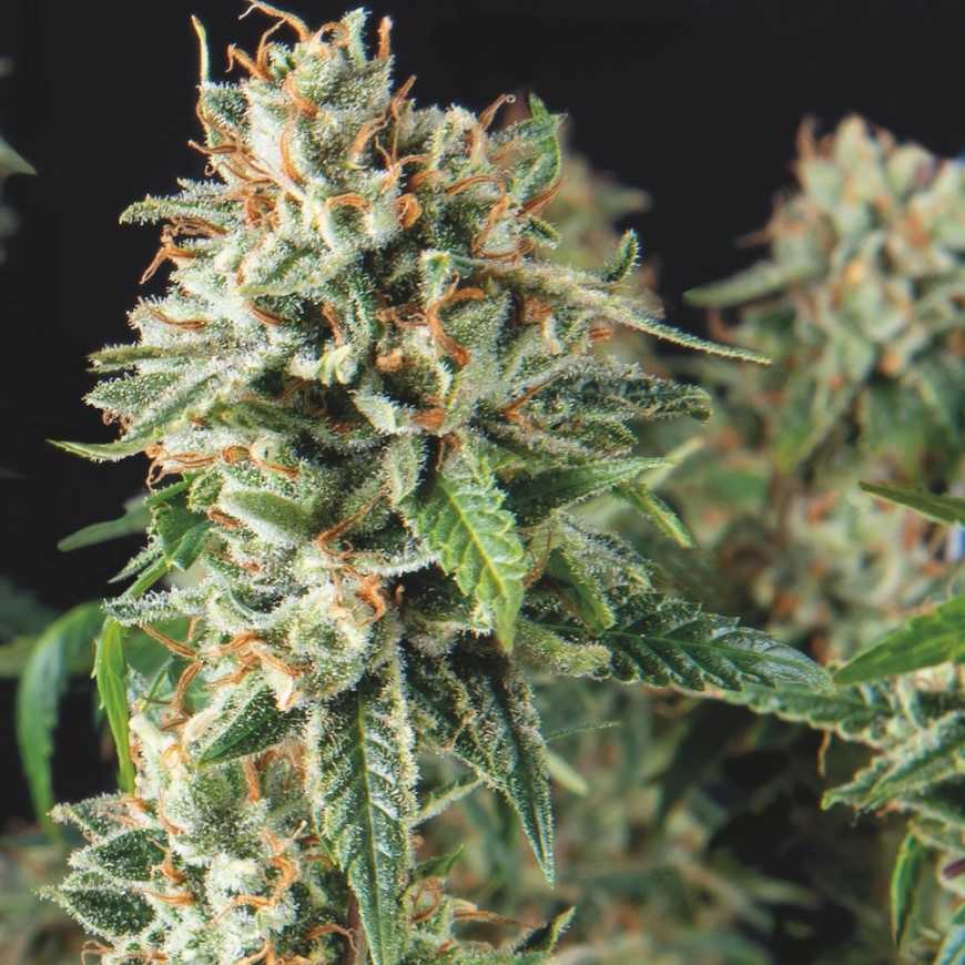 Super OG Kush Fast fast flowering feminized cannabis seeds Pyramid Seeds
