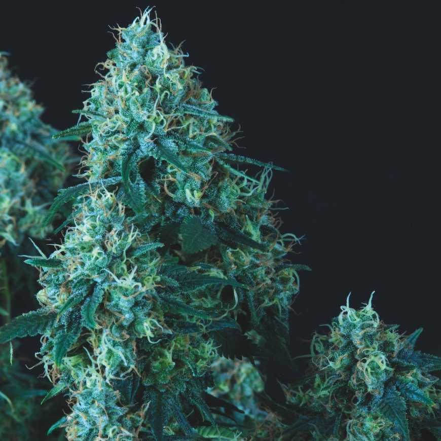 Black Cherry Punch Regular Cannabis Samen Pyramid Seeds