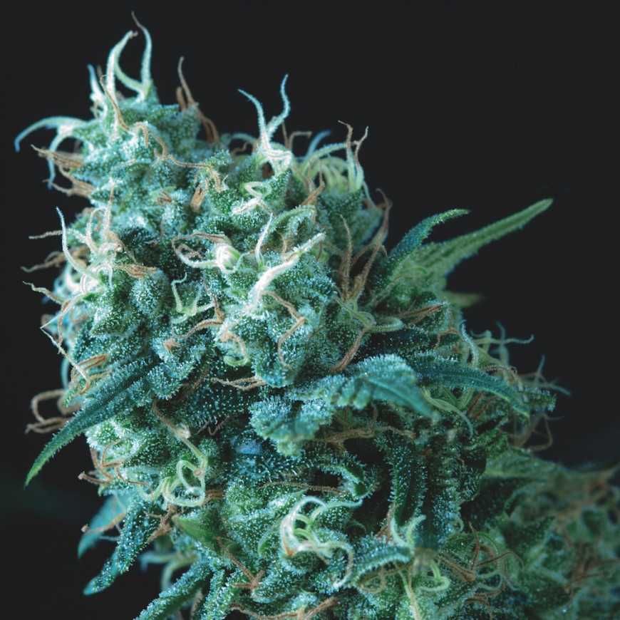 Gorila Regular Gorilla Glue Cannabis Samen Pyramid Seeds