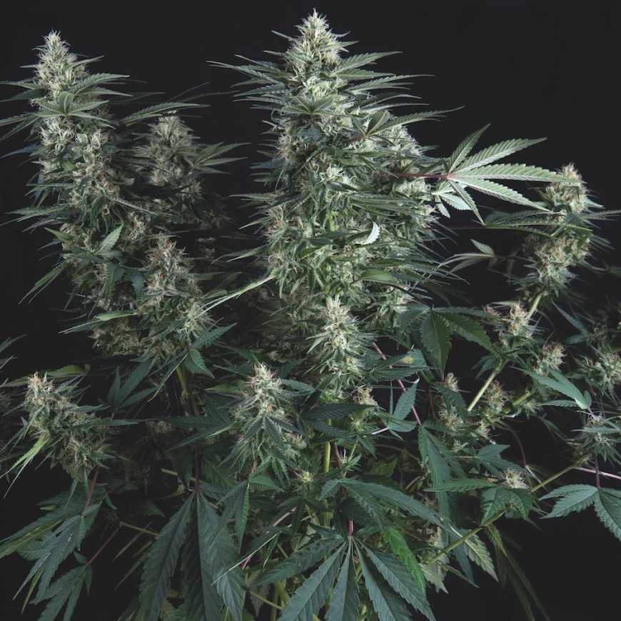 Super OG Kush Regular Cannabis Samen Pyramid Seeds