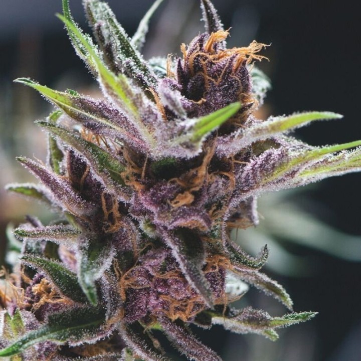 Black Cherry Punch variedad