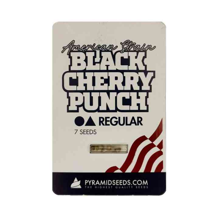 Black Cherry Punch Regular — индика для селекции | Pyramid Seeds