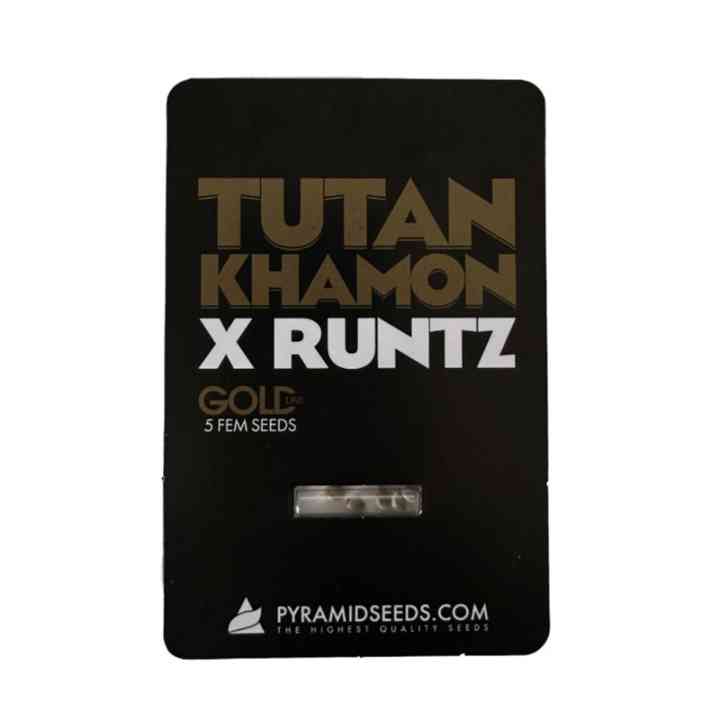 Tutankhamon x Runtz – Sementes de Maconha com 27% de THC | Gold Line
