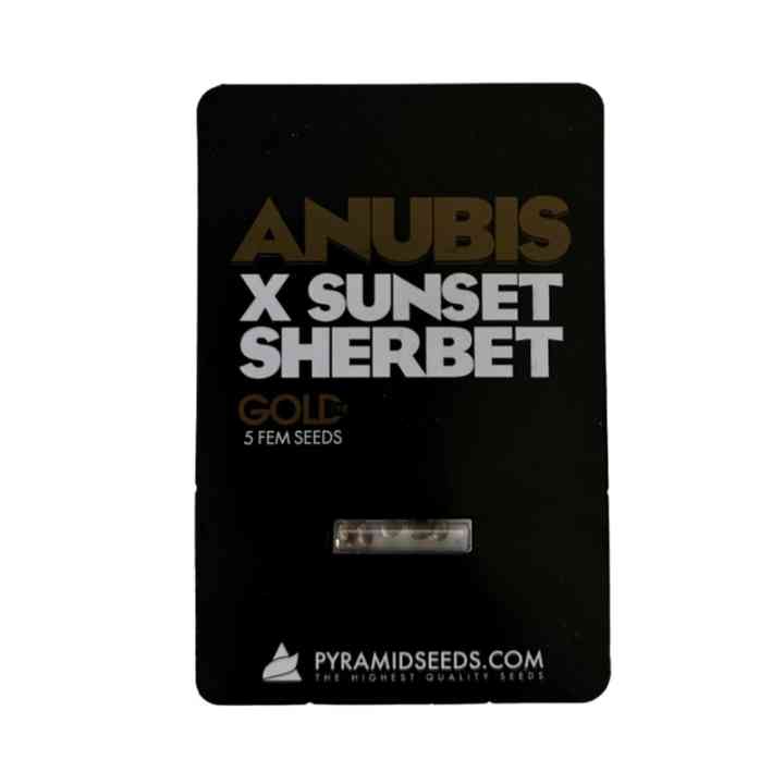 Anubis x Sunset Sherbet – Эксклюзивные Семена Конопли | Gold Line