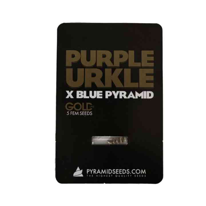 Purple Urkle x Blue Pyramid – Gold Line, 27% THC | Pyramid Seeds