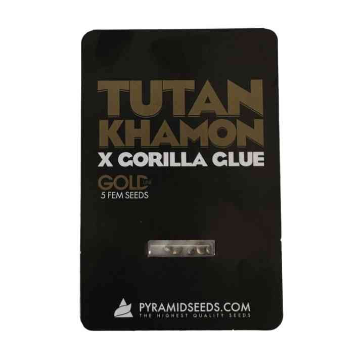 Tutankhamon x Gorilla Glue – Potência extrema | Gold Line