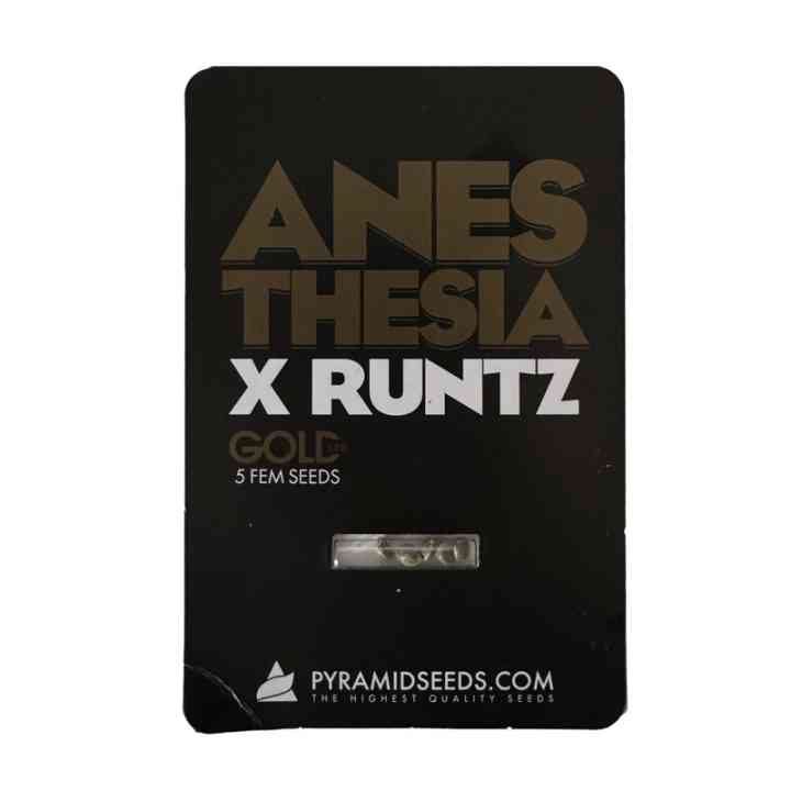 Anesthesia x Runtz Seeds – 27% THC, Sweet | Pyramid Seeds