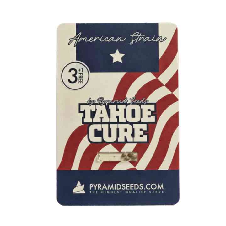 Tahoe Cure – variedade com 90% indica para relaxar | Pyramid Seeds