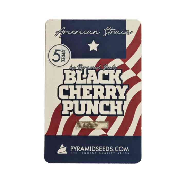 Sementes Black Cherry Punch (25% THC) | Purple Buds - Pyramid Seeds