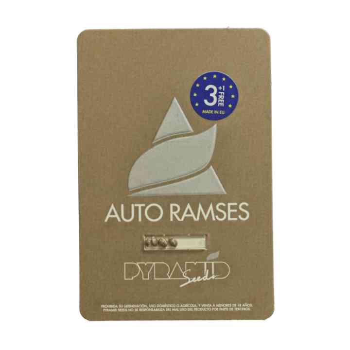 Auto Ramses - Чемпион по урожайности среди автоцветов | Pyramid Seeds