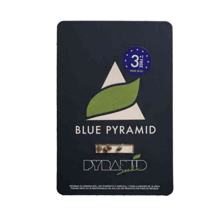 Blue Pyramid - Poderosa índica con tono azul | Pyramid Seeds