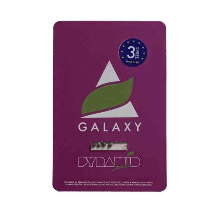 Galaxy - Força cósmica no mundo da cannabis! | Pyramid Seeds