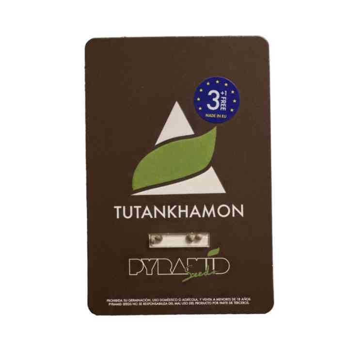 Tutankhamon - Sementes feminizadas com alto THC | Pyramid Seeds