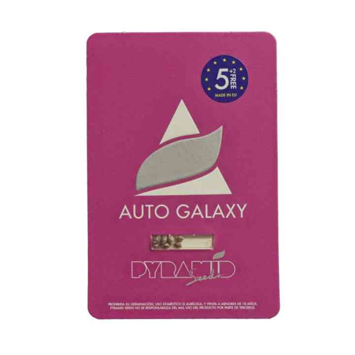 Auto Galaxy – indica com aroma fresco | Pyramid Seeds