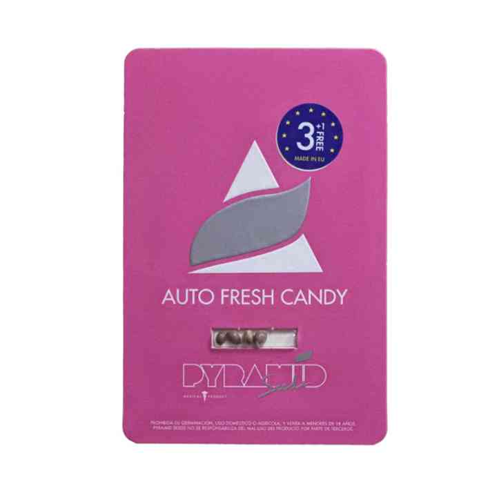 Auto Fresh Candy – variedade com sabor a menta | Pyramid Seeds